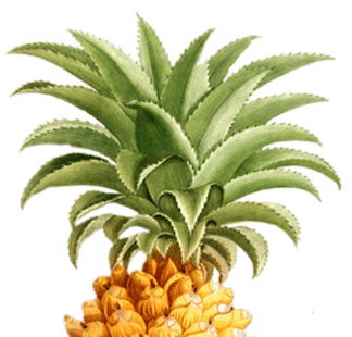 Baby Colada (0 oz)
